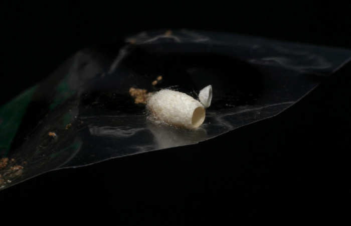 Fig.15. Capullo de parásito de la familia (Braconidae), en <i>Hypoleria rhene</i></i>.  Voucher : 06-SRNP-65418-DHJ436647.jpg