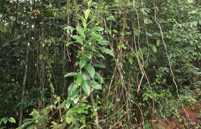 Fig.16. Arbol juvenil de <i>Cestrum schlechtendalii</i></i> (Solanaceae). Planta hospedera de <i>Hypoleria rhene</i></i>. Foto, Manuel Rios, Septiembre 2016.