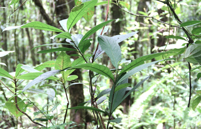 Fig.17. Mostrando hojas de <i>Cestrum schlechtendalii</i></i> (Solanaceae). Planta hospedera de <i>Hypoleria rhene</i></i>. Foto, Manuel Rios, Septiembre 2016.
