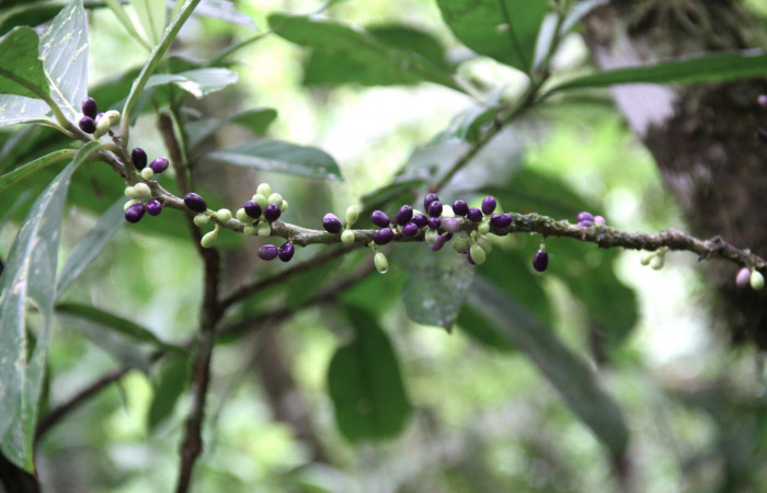 Fig.18. Mostrando frutos de <i>Cestrum schlechtendalii</i></i> (Solanaceae). Planta hospedera de <i>Hypoleria rhene</i></i>. Foto, Manuel Rios, Septiembre 2016.