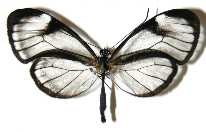 Fig.2. Adulto de <i>Hypoleria rhene</i></i>. Macho 51mm  de longitud vista ventral. Voucher : 05-SRNP-32223-DHJ309344.jpg.