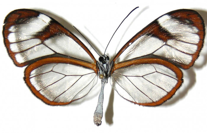 Fig.3. Adulto de <i>Hypoleria rhene</i></i>. Hembra 50mm  de longitud vista ventral. Voucher : 05-SRNP-30435-DHJ307547.jpg.
