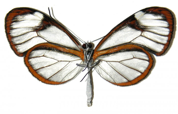 Fig.4. Adulto de <i>Hypoleria rhene</i></i>. Macho 51mm  de longitud vista ventral. Voucher : 05-SRNP-32223-DHJ309345.jpg.
