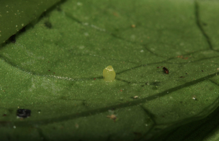 Fig.5. Huevo de <i>Hypoleria rhene</i></i>. Voucher : 16-SRNP-31461-DHJ735333.jpg.