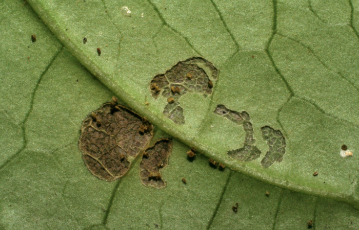 Fig.6. Mostrando comido de <i>Hypoleria rhene</i></i>. Voucher : 05-SRNP-32954-DHJ405125.jpg.
