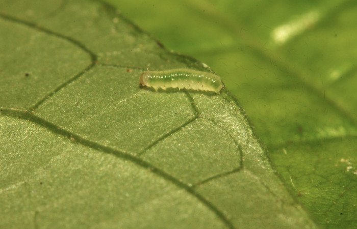 Fig.7. Larva de <i>Hypoleria rhene</i></i>. 4mm de longitud. Voucher : 16-SRNP-31322-DHJ735245.jpg.