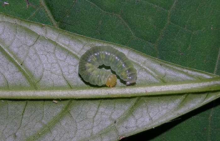 Fig.8. Larva de <i>Hypoleria rhene</i></i>. 17mm de longitud. Voucher : 05-SRNP-30435-DHJ405620.jpg.