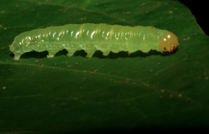 Fig.9. Larva de <i>Hypoleria rhene</i></i>. 22mm de longitud. Voucher : 05-SRNP-32954-DHJ405118.jpg. 
Cestrum schlechtendalii	
Cestrum schlechtendalii	