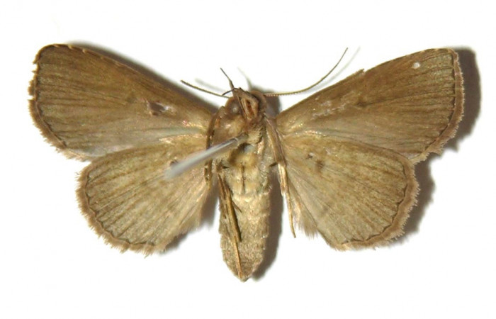 Fig.10 Adulto <i>Antiblemma</i></i> Poole12  ventral. Hembra. Voucher: 00-SRNP-20694-DHJ321693.jpg