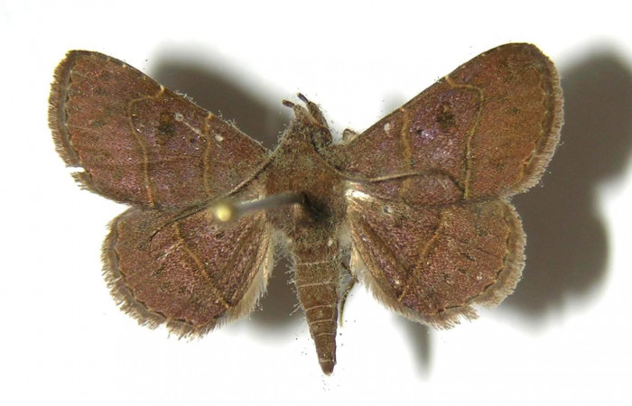 Fig.11  Adulto <i>Antiblemma</i></i> Poole12  dorsal. Macho. Voucher: 07-SRNP-45447-DHJ383214.jpg