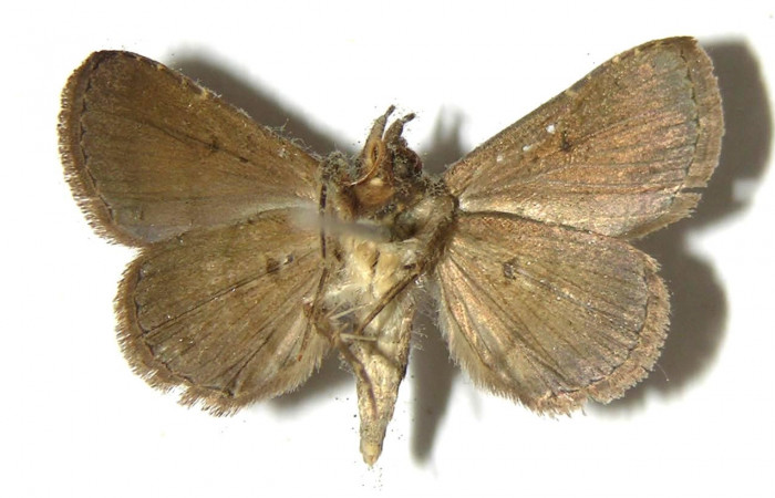 Fig.12  Adulto <i>Antiblemma</i></i> Poole12  ventral. Macho. Voucher: 07-SRNP-45447-DHJ383215.jpg