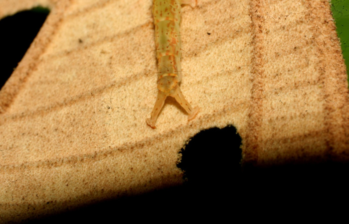 Fig.2 Larva <i>Antiblemma</i></i> Poole12  en último estadío mostrando carácter importante de la familia en estadio larval. Voucher: 11-SRNP-32162-DHJ483935.jpg