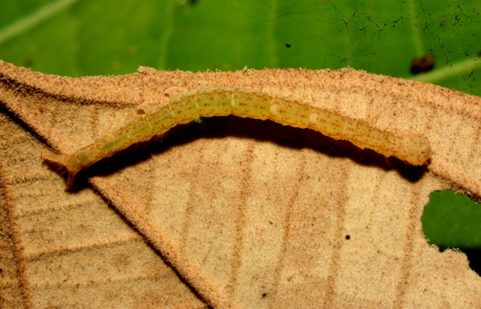 Fig.5  Larva <i>Antiblemma</i></i> Poole12 en último estadío mostrando parte dorsal. Voucher: 11-SRNP-32162-DHJ483929.jpg