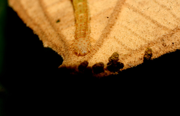 Fig.6  Larva <i>Antiblemma</i></i> Poole12 en último estadío mostrando parte frontal. Voucher: 111-SRNP-32162-DHJ483934.jpg