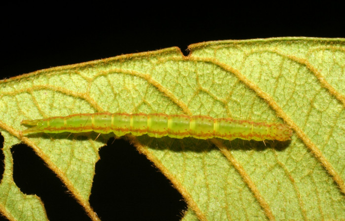 Fig.7  Larva <i>Antiblemma</i></i> Poole13 en último estadío mostrando parte dorsal. Voucher: 07-SRNP-33101-DHJ427493.jpg