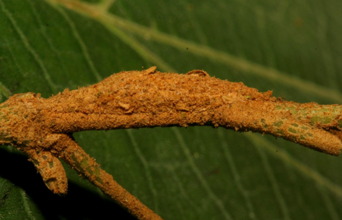 Fig.8 Pupa <i>Antiblemma</i></i> Poole12 mostrando parte lateral. Voucher: 12-SRNP-30536-DHJ485308.jpg