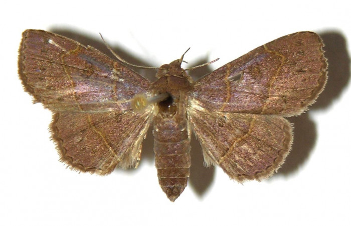 Fig.9  Adulto <i>Antiblemma</i></i> Poole12  dorsal. Hembra. Voucher: 00-SRNP-20694-DHJ321692.jpg