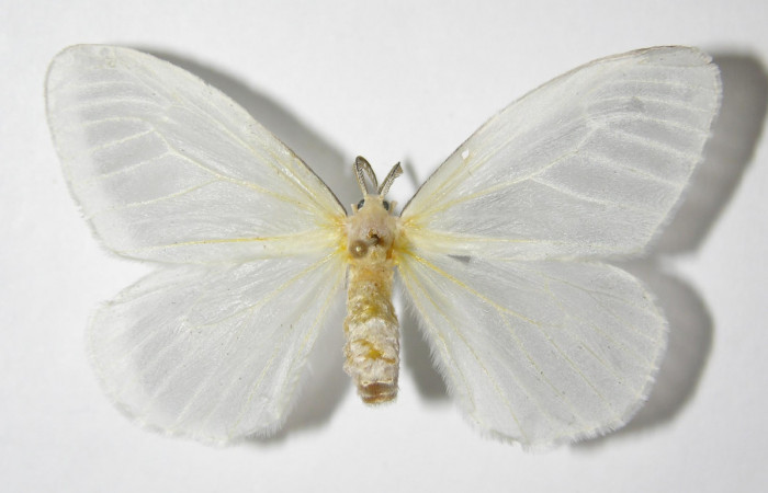 Figura 13. Adulto de <i>Eloria torrida</i></i> (Erebidae), hembra vista dorsal, localidad Sendero Cima Sector Cacao ACG (1460m). Voucher: 05-SRNP-35802-DHJ325996.jpg.