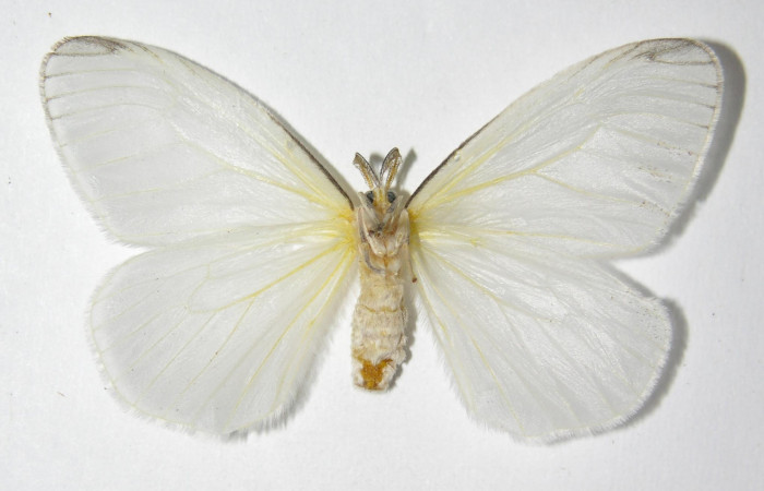 Figura 14. Adulto de <i>Eloria torrida</i></i> (Erebidae), hembra vista ventral, localidad Sendero Cima Sector Cacao ACG (1460m). Voucher: 05-SRNP-35802-DHJ325997.jpg.