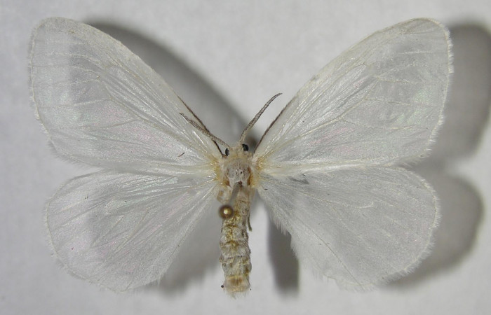 Figura 15. Adulto de <i>Eloria torrida</i></i> (Erebidae), macho vista dorsal, localidad Sendero Circular Sector Cacao ACG (1185m). Voucher: 06-SRNP-35919-DHJ359988.jpg.