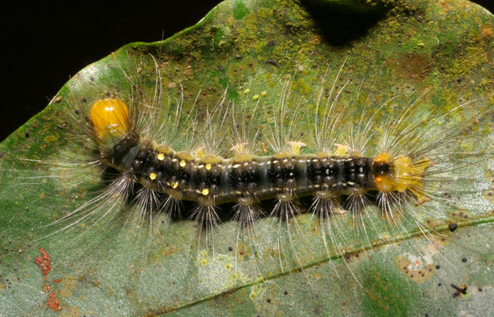 Figura 11. Larva <i>Eloria torrida</i></i> (Erebidae), último estadío (U) vista dorsal, localidad Sendero Derrumbe Sector Cacao ACG (1220m). Voucher: 07-SRNP-35570-DHJ420084.jpg.
