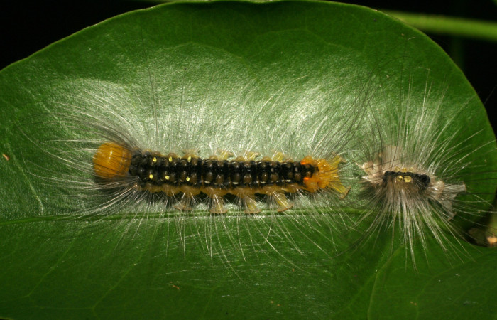 Figura 12. Larva <i>Eloria torrida</i></i> (Erebidae), vista dorsal, localidad Sendero Arenales Sector Cacao ACG (1080m). Voucher: 07-SRNP-36155-DHJ422105.jpg.
 