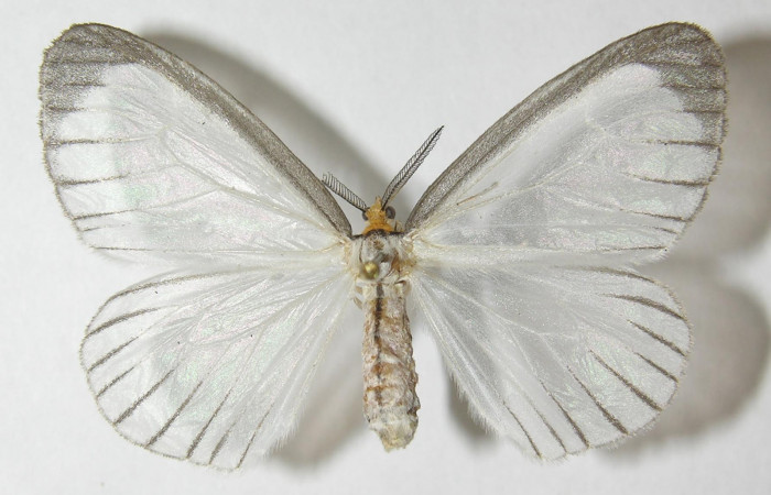Figura 7. Adulto de <i>Eloria onaba</i></i> (Erebidae), vista dorsal, localidad Loaciga Sector Pitilla ACG (445m). Voucher: 10-SRNP-31680-DHJ541174.jpg.
