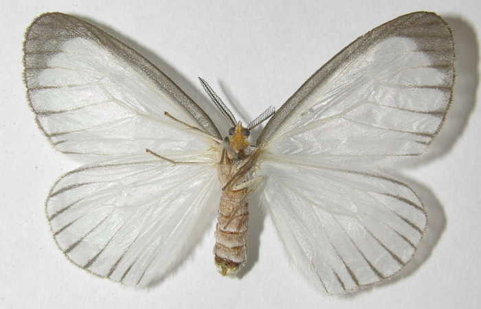 Figura 8. Adulto de <i>Eloria onaba</i></i> (Erebidae), vista ventral, localidad Loaciga Sector Pitilla ACG (4445m). Voucher: 10-SRNP-31680-DHJ541175.jpg.
