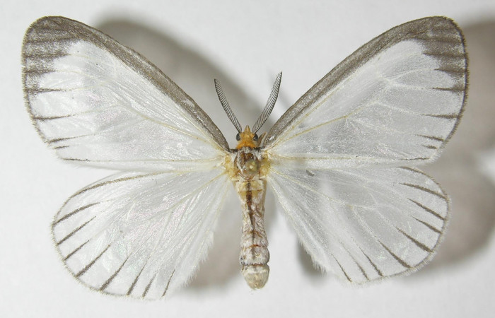 Figura 1. Adulto de <i>Eloria onaba</i></i> (Erebidae), vista dorsal, localidad Loaciga Sector Pitilla ACG (445m). Voucher: 10-SRNP-31681-DHJ541172.jpg.
