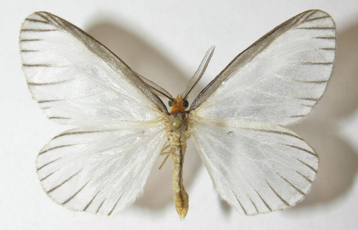 Figura 9. Adulto de <i>Eloria onaba</i></i> (Erebidae), vista dorsal, localidad Bullas Estación Quica Sector Pitilla ACG (440m). Voucher: 10-SRNP-72630-DHJ538692.jpg.
