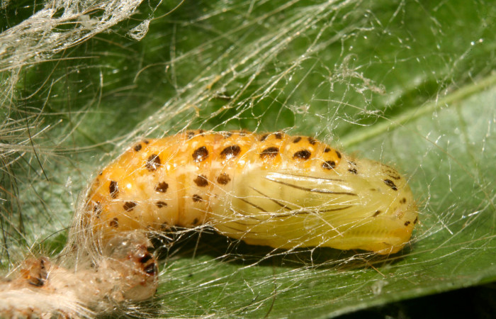 Figura 5. Pupa de <i>Eloria onaba</i></i> (Erebidae), vista dorsal, localidad Pasmompa, Sector Pitilla ACG (440m). Voucher: 14-SRNP-70496-DHJ722529.jpg.
