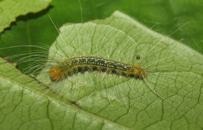 Figura 2. Larva <i>Eloria onaba</i></i> (Erebidae), peúltimo estadío (PU) vista dorsal, localidad Sendero Manguera Estación Quica Sector Pitilla ACG (470m). Voucher: 17-SRNP-73326-DHJ741501.jpg.
