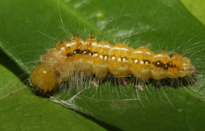 Figura 4. Prepupa de <i>Eloria onaba</i></i> (Erebidae), vista dorsal, localidad Sendero Manguera Estación Quica Sector Pitilla ACG (470m). Voucher: 17-SRNP-73326-DHJ741512.jpg.
