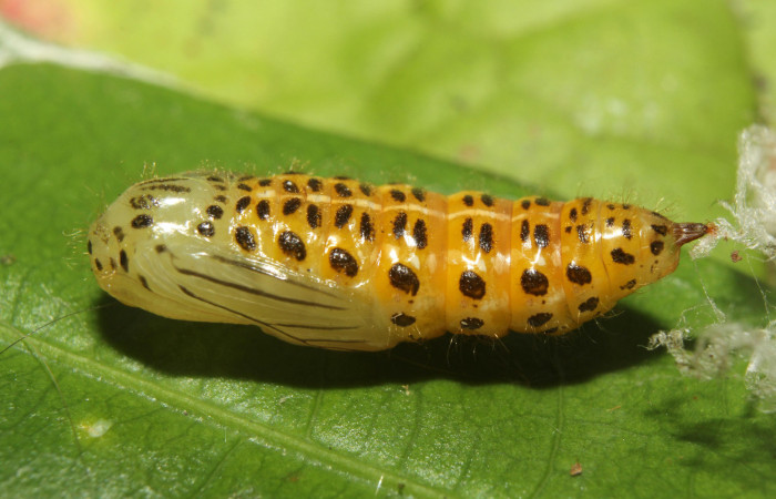 Figura 6. Pupa de <i>Eloria onaba</i></i> (Erebidae), vista ventral, localidad Sendero Manguera Estación Quica Sector Pitilla ACG (470m). Voucher: 17-SRNP-73326-DHJ741516.jpg.
