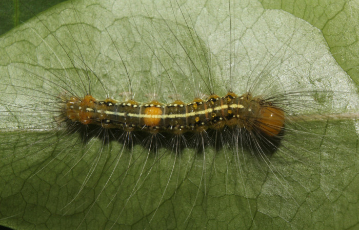 Figura 3. Larva <i>Eloria onaba</i></i> (Erebidae), último estadío (U) vista dorsal, localidad Pamompa Sector Pitilla ACG (440m). Voucher: 18-SRNP-70055-DHJ741601.jpg.
