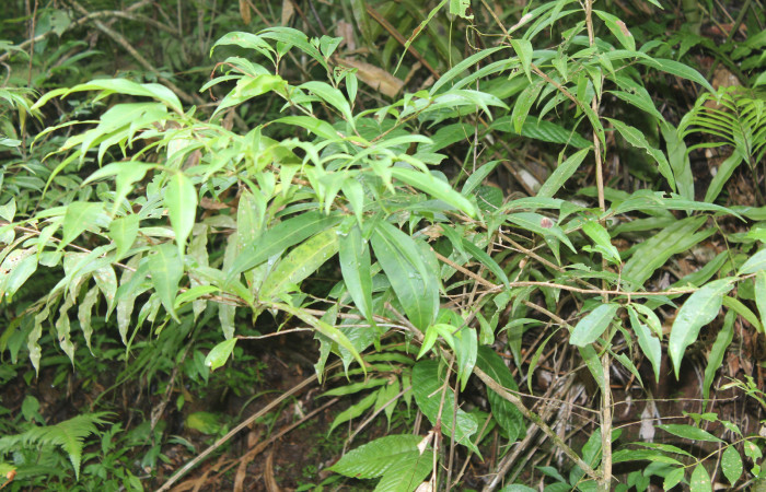 Figura 17. Planta hospedera de <i>Eloria onaba</i></i> (Erebidae), planta llamada <i>Erythroxylum macrophyllum</i></i> (Erythroxylaceae), localidad Pasmompa Sector Pitilla ACG (440m), foto: Ricardo Calero 01 Setiembre 2018.
