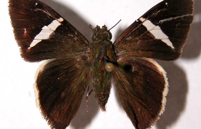 Fig. 10 Adulto de <i>Autochton zarex</i></i> mostrando la parte dorsal , macho. Voucher: 97-SRNP-4767-DHJ39908.jpg