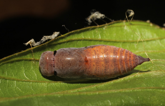 Fig. 5  Pupa <i>Autochton</i></i> Burns01DHJ04  vista frontal. Voucher: 11-SRNP-32058-DHJ494658.JPG