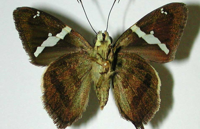 Fig. 7 Adulto de <i>Autochton</i></i> Burns01DHJ04  mostrando la parte ventral,  hembra. Voucher: 01-SRNP-1165-DHJ32437.jpg