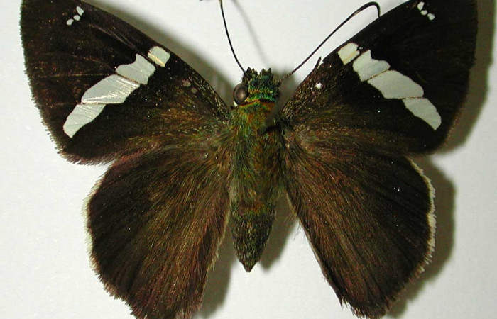 Fig. 8 Adulto de <i>Autochton</i></i> Burns01DHJ04 mostrando la parte dorsal , macho. Voucher: 01-SRNP-1371-DHJ32440.jpg