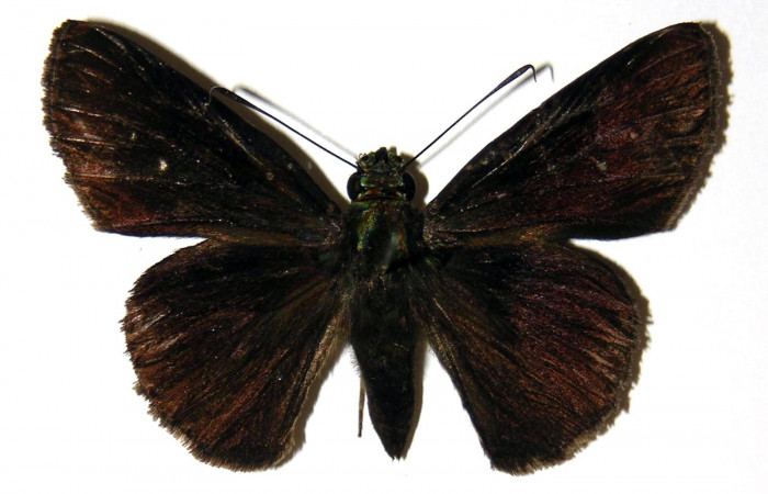 Fig.10 Adulto de <i>Cynea anthracinus</i></i>  mostrando la parte dorsal , hembra Voucher: 05-SRNP-30591-DHJ302946.jpg