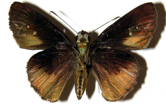 Fig.11 Adulto de <i>Cynea anthracinus</i></i> mostrando la parte ventral,  hembra, Voucher: 05-SRNP-30591-DHJ302947.jpg