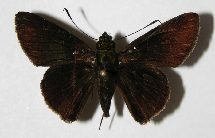 Fig.12 Adulto de <i>Cynea anthracinus</i></i> mostrando la .parte dorsal , Macho, Voucher. 06-SRNP-30470-DHJ334198.jpg