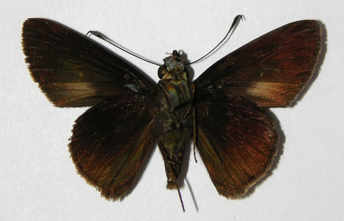 Fig.13 Adulto de Cynea anthracinus <i>Cynea anthracinus</i></i> Voucher 06-SRNP-30470-DHJ334199.jpg