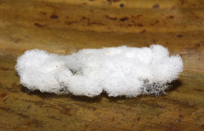 Fig.14 15-SRNP-32455-DHJ729151.jpg Capullos de Braconidae  parasitos de <i>Cynea anthracinus</i></i> Voucher: 15-SRNP-32455-DHJ729150.jpg