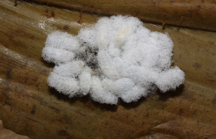 Fig.15  Capullos de Braconidae  parasitos de <i>Cynea anthracinus</i></i> Voucher: 15-SRNP-32455-DHJ729151.jpg