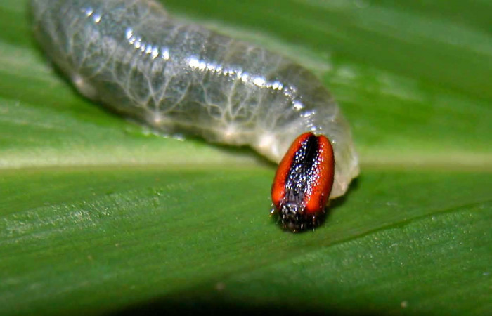 Fig.1  Larva <i>Cynea anthracinus</i></i> último estadío  vista dorsal, y cabeza. Voucher: 04-SRNP-55343-DHJ402013. jpg