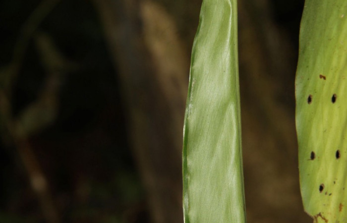 Fig.2  Casita de <i>Cynea megalops</i></i> en los primeros estadios. Voucher:-16-SRNP-30129-DHJ729175.jpg