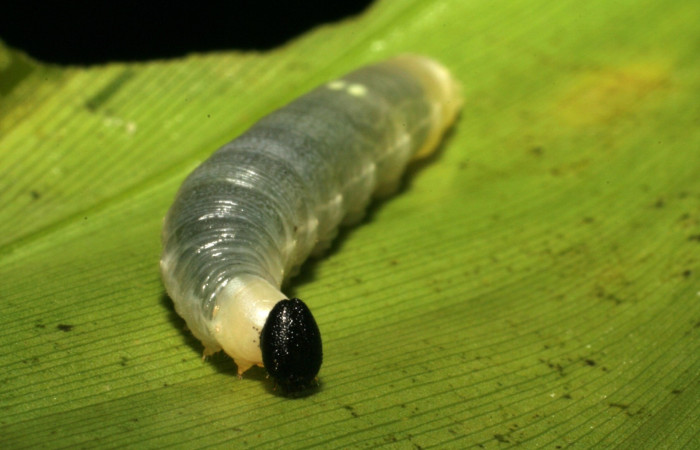 Fig. 3  Larva en los primeros estadios mostrando la cabeza. <i>Cynea anthracinus</i></i>  vista dorsal Voucher: 05-SRNP-33016-DHJ405152.jpg