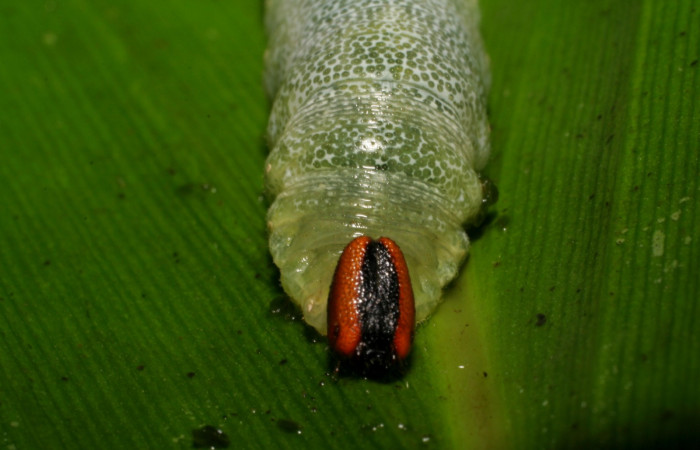 Fig. 4 Larva de <i>Cynea anthracinus</i></i> ultimo estadío, mostrando cabeza frontal  Voucher: 06-SRNP-30367-DHJ409896.jpg
